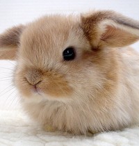 #BeCrueltyFree USA Campaign Welcomes Humane Cosmetics Act to End Cosmetics Animal Testing in U.S.
